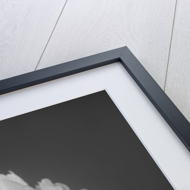 Peony flower by Assaf Frank